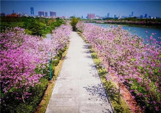 春天來了！華全發(fā)電機(jī)組趕往珠海，見證百花盛開！